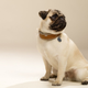 Link AKC Smart Dog Collar | $99 | Amazon